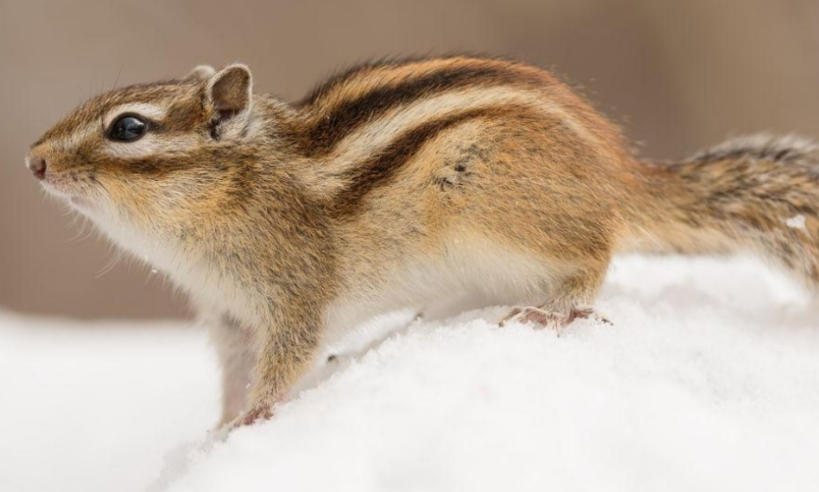 邢台盛锦机械制造有限公司轮播图1
